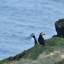 Puffins descansam e admiram a paisagem na ilha de Heimaey, no sul da Islândia